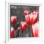 Red Tulips I-Emily Navas-Framed Photographic Print