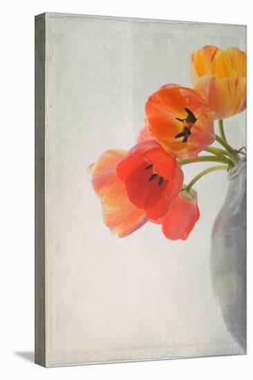 Red Tulips II-Judy Stalus-Stretched Canvas
