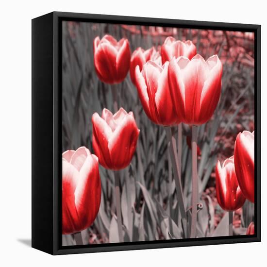 Red Tulips II-Emily Navas-Framed Stretched Canvas