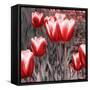 Red Tulips II-Emily Navas-Framed Stretched Canvas