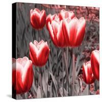 Red Tulips II-Emily Navas-Stretched Canvas