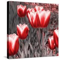 Red Tulips II-Emily Navas-Stretched Canvas