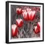 Red Tulips II-Emily Navas-Framed Premium Photographic Print