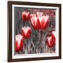 Red Tulips II-Emily Navas-Framed Photographic Print