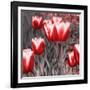 Red Tulips II-Emily Navas-Framed Photographic Print