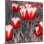 Red Tulips II-Emily Navas-Mounted Photographic Print