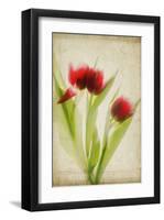 Red Tulips III-Judy Stalus-Framed Art Print