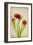 Red Tulips III-Judy Stalus-Framed Art Print