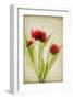 Red Tulips III-Judy Stalus-Framed Art Print