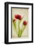 Red Tulips III-Judy Stalus-Framed Art Print