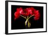 Red Tulips in a Glass Vase-Christine Zalewski-Framed Art Print