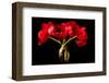 Red Tulips in a Glass Vase-Christine Zalewski-Framed Art Print