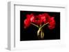 Red Tulips in a Glass Vase-Christine Zalewski-Framed Art Print