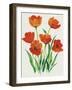 Red Tulips in Bloom I-Tim OToole-Framed Art Print