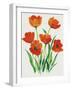 Red Tulips in Bloom I-Tim OToole-Framed Art Print