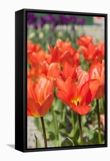 Red Tulips in the Dutch Flower Bulbs Fields-Ivonnewierink-Framed Stretched Canvas
