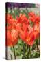 Red Tulips in the Dutch Flower Bulbs Fields-Ivonnewierink-Stretched Canvas