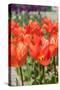 Red Tulips in the Dutch Flower Bulbs Fields-Ivonnewierink-Stretched Canvas