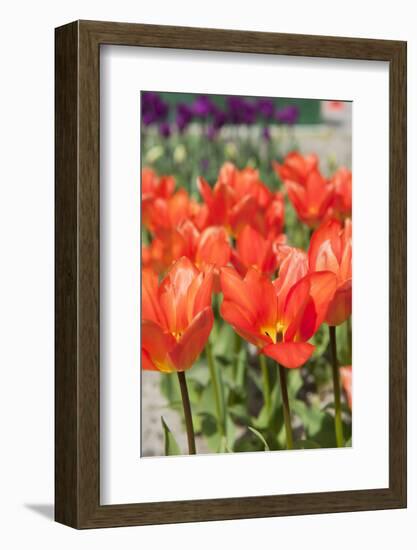 Red Tulips in the Dutch Flower Bulbs Fields-Ivonnewierink-Framed Photographic Print