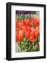 Red Tulips in the Dutch Flower Bulbs Fields-Ivonnewierink-Framed Photographic Print