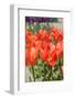 Red Tulips in the Dutch Flower Bulbs Fields-Ivonnewierink-Framed Photographic Print