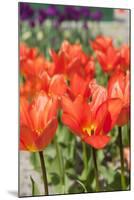 Red Tulips in the Dutch Flower Bulbs Fields-Ivonnewierink-Mounted Photographic Print