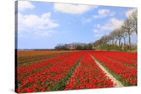 Red Tulips in the Fields in Holland-Ivonnewierink-Stretched Canvas