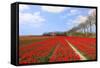 Red Tulips in the Fields in Holland-Ivonnewierink-Framed Stretched Canvas