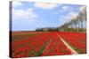 Red Tulips in the Fields in Holland-Ivonnewierink-Stretched Canvas
