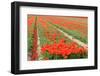 Red Tulips in the Fields in Holland-Ivonnewierink-Framed Photographic Print