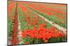 Red Tulips in the Fields in Holland-Ivonnewierink-Mounted Photographic Print
