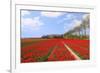 Red Tulips in the Fields in Holland-Ivonnewierink-Framed Photographic Print