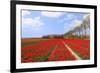 Red Tulips in the Fields in Holland-Ivonnewierink-Framed Photographic Print