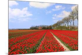 Red Tulips in the Fields in Holland-Ivonnewierink-Mounted Photographic Print