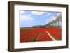 Red Tulips in the Fields in Holland-Ivonnewierink-Framed Photographic Print