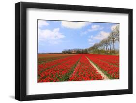 Red Tulips in the Fields in Holland-Ivonnewierink-Framed Photographic Print