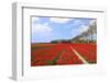 Red Tulips in the Fields in Holland-Ivonnewierink-Framed Photographic Print