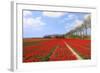 Red Tulips in the Fields in Holland-Ivonnewierink-Framed Photographic Print