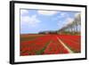 Red Tulips in the Fields in Holland-Ivonnewierink-Framed Photographic Print