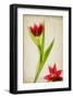 Red Tulips IV-Judy Stalus-Framed Art Print