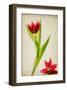 Red Tulips IV-Judy Stalus-Framed Art Print