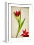 Red Tulips IV-Judy Stalus-Framed Art Print