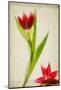 Red Tulips IV-Judy Stalus-Mounted Art Print