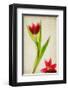 Red Tulips IV-Judy Stalus-Framed Art Print