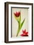 Red Tulips IV-Judy Stalus-Framed Art Print