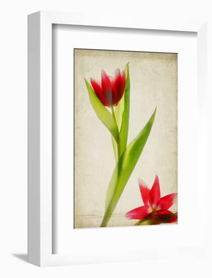 Red Tulips IV-Judy Stalus-Framed Art Print