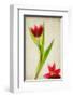 Red Tulips IV-Judy Stalus-Framed Art Print