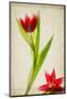 Red Tulips IV-Judy Stalus-Mounted Art Print