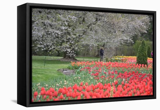 Red Tulips, Longwood Gardens, 2019-Anthony Butera-Framed Stretched Canvas