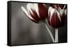 Red Tulips On Grey 01-Tom Quartermaine-Framed Stretched Canvas